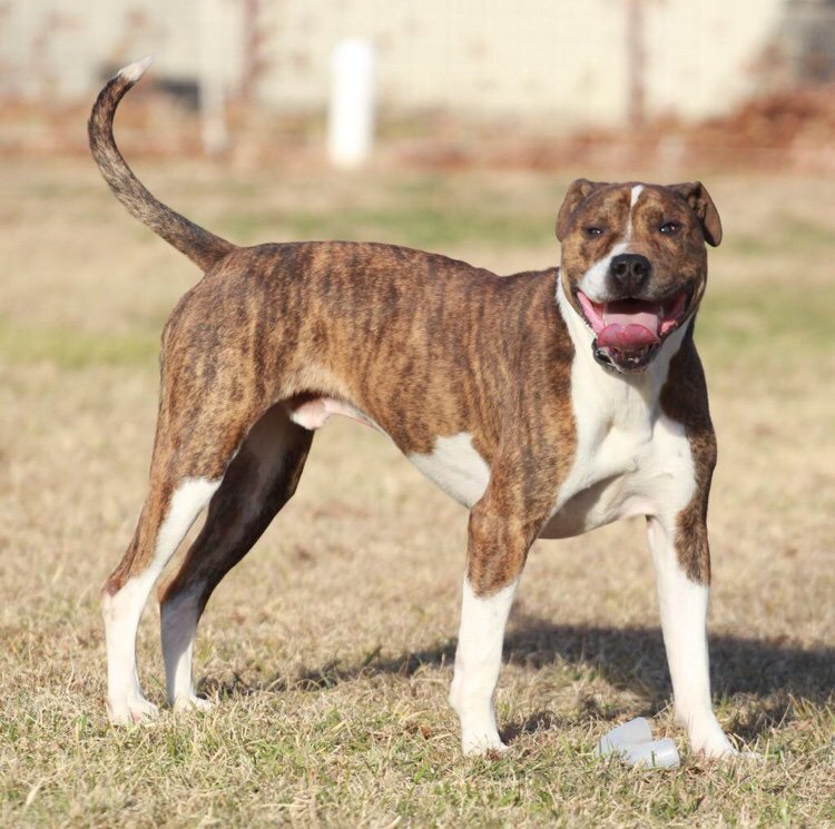 rigmarolers's tweet photo. @WeRateDogs @dog_rates This handsome guy is Benny! He’s just under 2 years old and is never in a bad mood. If you don’t believe me, just look at his smile! Did I mention his adoption fee is sponsored?! For more info visit https://t.co/13GLNOAQV6 #RateGISHDogs https://t.co/3cMKEqFeQT