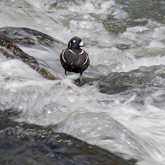 MarshDoodle's tweet photo. Who’s been fortunate enough to see a Harlequin Duck in the wild? 
My one experience was back when I was at the University of Montana in a setting just like this. We were hiking up a torrent mountain stream up in Glacier National Park and there they were.… https://t.co/F8BqQVBV6M https://t.co/dGC7ydaiX9
