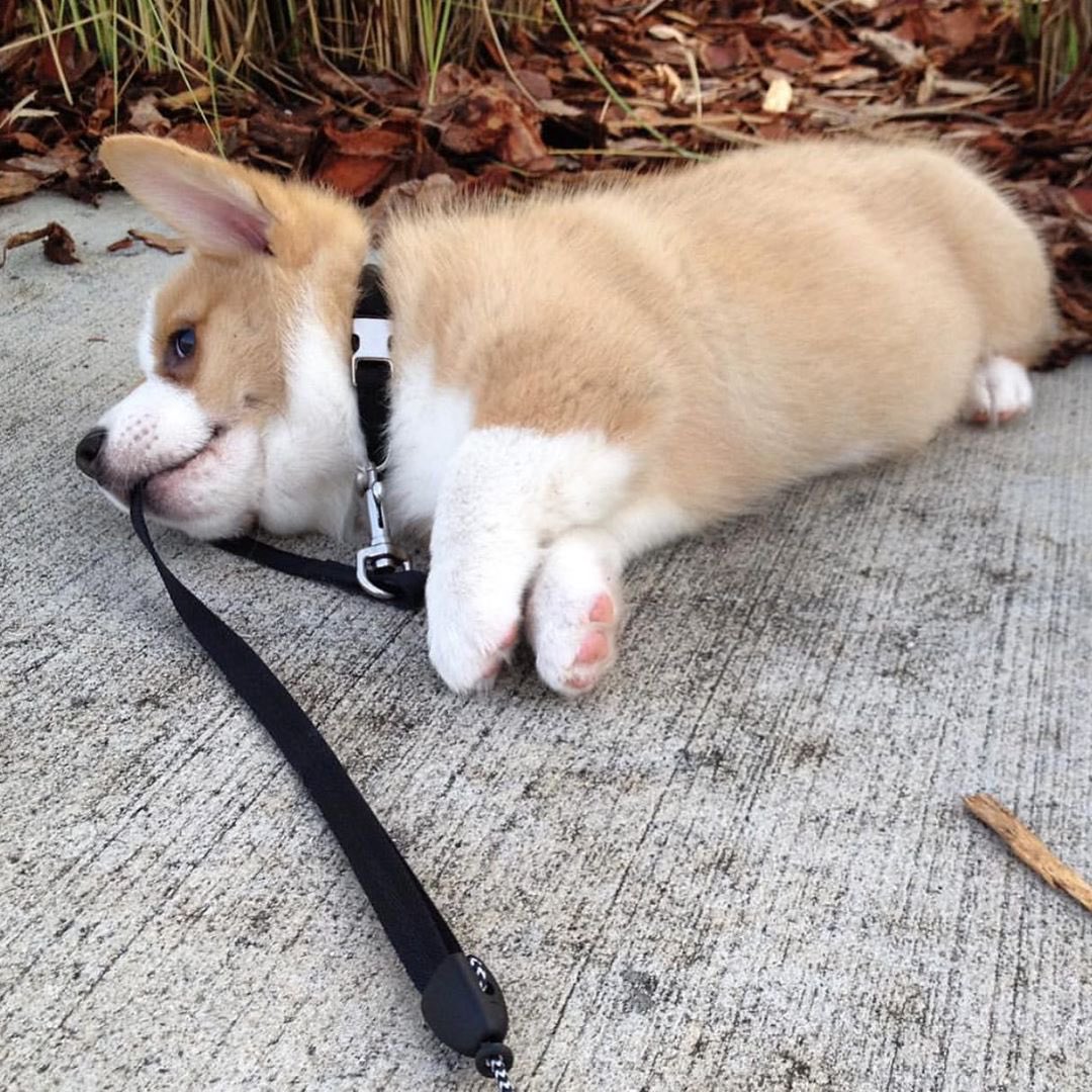 WexPLD's tweet image. 