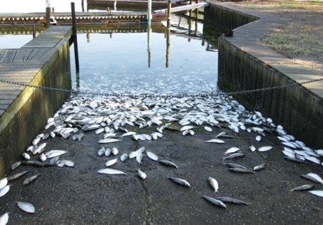 LIRPC_info's tweet photo. Fertilizers (nitrogen) help plants grow. When it rains, fertilizers go to our bays. Algae, plants of the sea, will also grow from fertilizers. Too much nitrogen, too much algae grow = harmful algal blooms. #NitrogenActionLI #LINAP #LIRPC #PEP #NYSDEC https://t.co/ZHJoyG7x7z https://t.co/PFQXvRBI8f