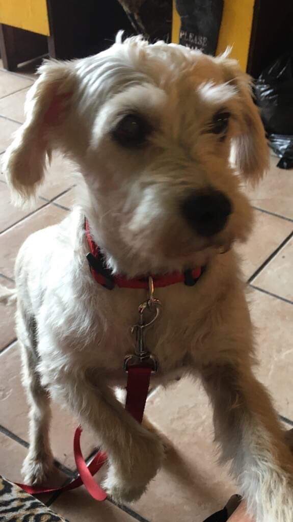 jayeport's tweet photo. I need your help to bring Honey home to me❤️

FLIGHT ANGEL NEEDED TO MONTRÉAL ✈️😇 Is anyone flying to Montréal from Puerta Vallarta via Air Transat any time soon and willing to help Honey get to home? 
#Montreal #Canada #ForeverHome  #Love #rescuedog 
https://t.co/TQ6dNhP60A https://t.co/fObYF8Eyj8