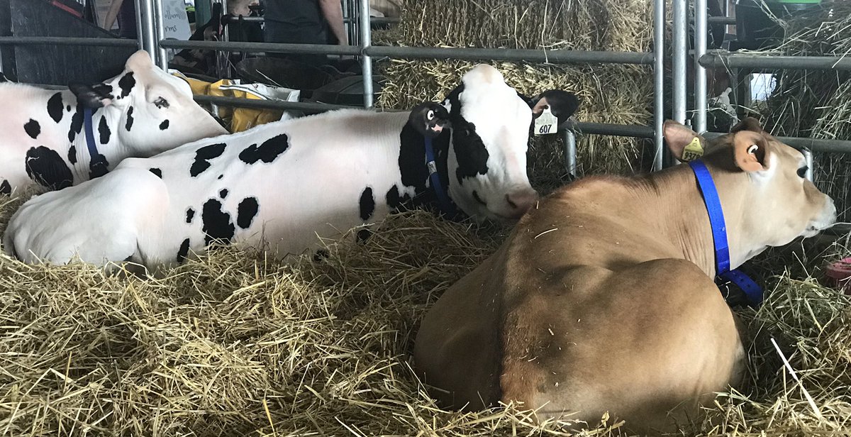 learning_local's tweet photo. Celebrating the learning on our last day at the #NiagaraCountyFair while gaining some animal science knowledge w #MatthewSweeney! Congratulations to #newfanemiddle Local Learning Class of 2019! @FaeryRoberta @Meggz1395 @amcimato @carriemiller212 https://t.co/Qtsrb8hkSe