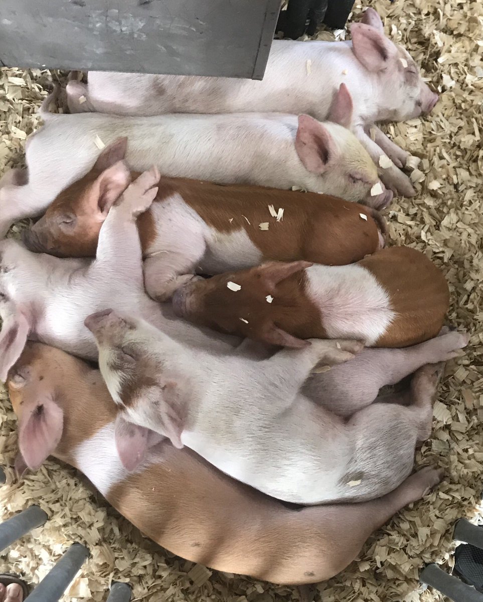 learning_local's tweet photo. Celebrating the learning on our last day at the #NiagaraCountyFair while gaining some animal science knowledge w #MatthewSweeney! Congratulations to #newfanemiddle Local Learning Class of 2019! @FaeryRoberta @Meggz1395 @amcimato @carriemiller212 https://t.co/Qtsrb8hkSe