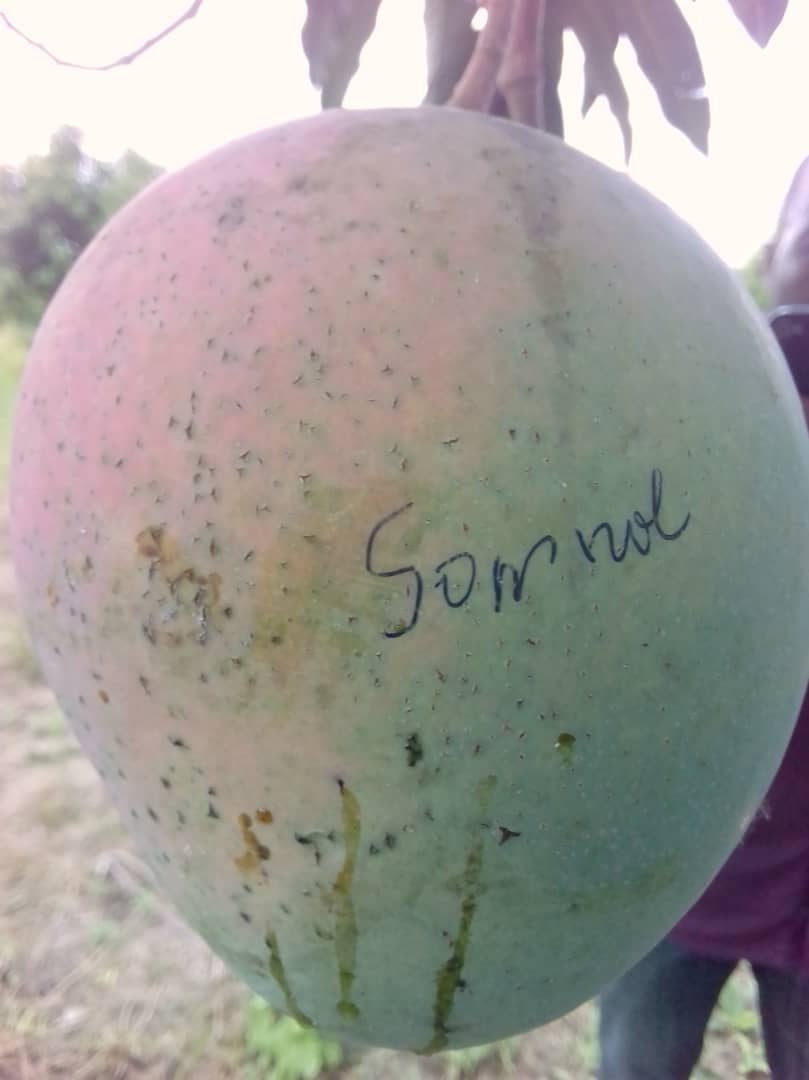 #Somnole, #Kent, #Palmer, #Eldon, #Smith... Quelques unes des 23 variétés de mangues que le projet #PLMF  de la #CEDEAO nous a permis d'identifier au #Togo. Étude que j'ai eu l'honneur de mener à travers les cinq régions économiques du pays.
<a href="/isra_ceraas/">ISRA/CERAAS</a> <a href="/ossara1/">@ossara</a> <a href="/agridigitale1/">AGRIDIGITALE</a>