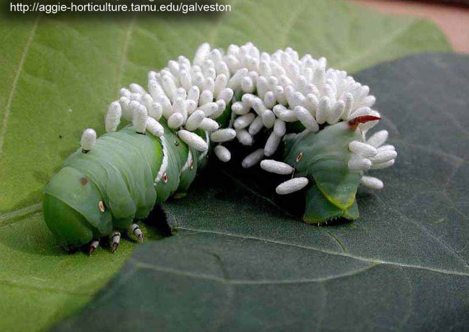 BobStewart723's tweet photo. #BeneficiaInsects If you find a large green caterpillar, covered in what appear to be white eggs, on your tomatoes,   don't remove it. These aren't eggs but cocoons of the tiny  braconid wasp, a nature provided control of the tomato hornworm caterpillar. https://t.co/1GM6sgI7GI