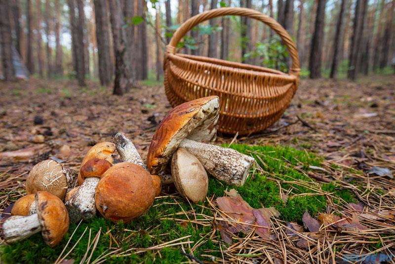 Староосколец умер от отравления грибами  belive.ru/v-regione/star…