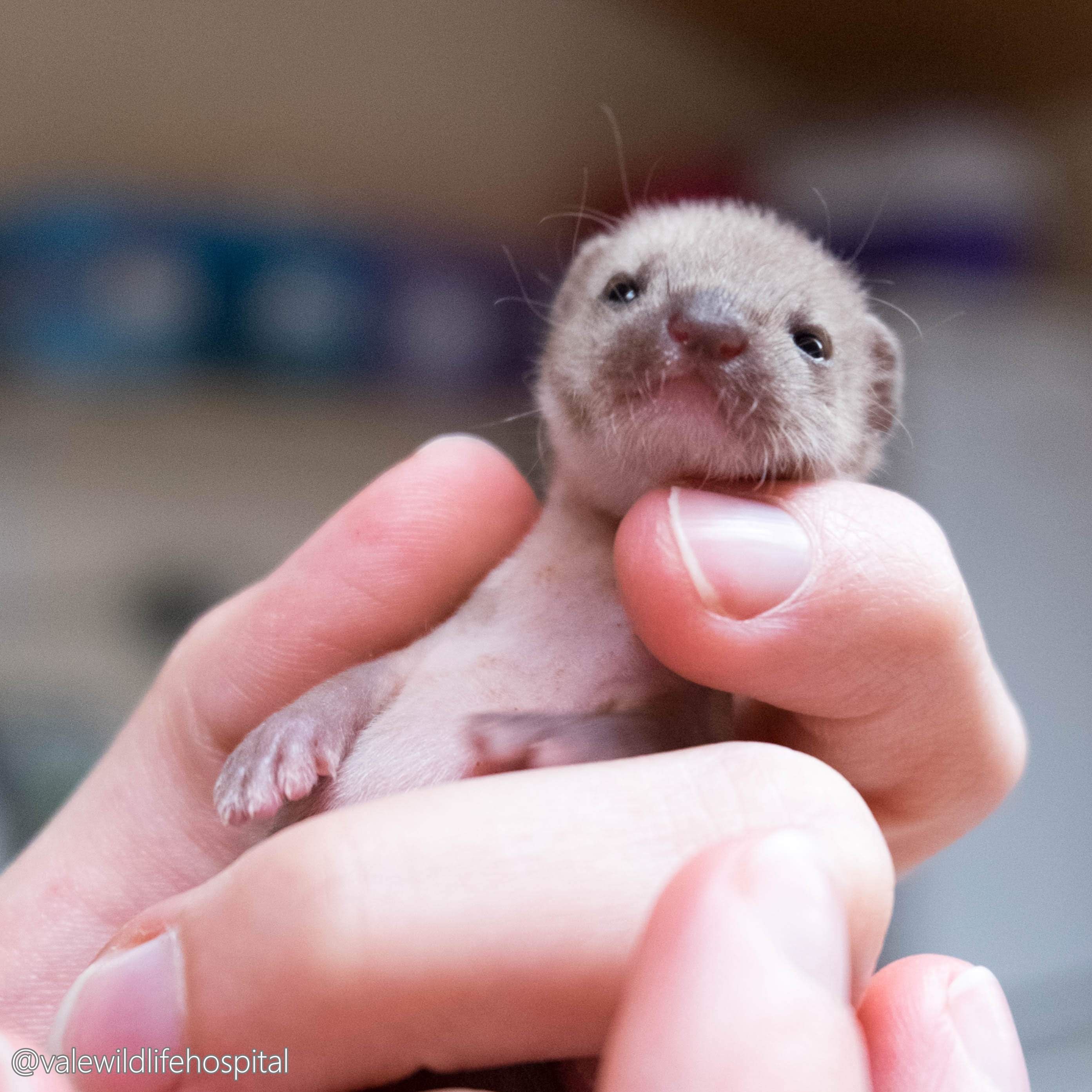 Baby Weasel Pet