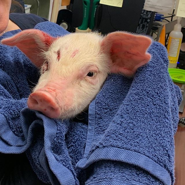 sarcasticdawg's tweet photo. OMG!! 😍 I know this is #notadog but animal control brought her in after she fell off (threw herself to safety?) a wean truck. Today’s very temporary #officefoster is Charlotte the #pig and I LOVE HER!!!! #ilovemyjob #pigs #guineapigsofinstagram #rescuepig https://t.co/GaB57tkLZV https://t.co/wX503DsJ2Q