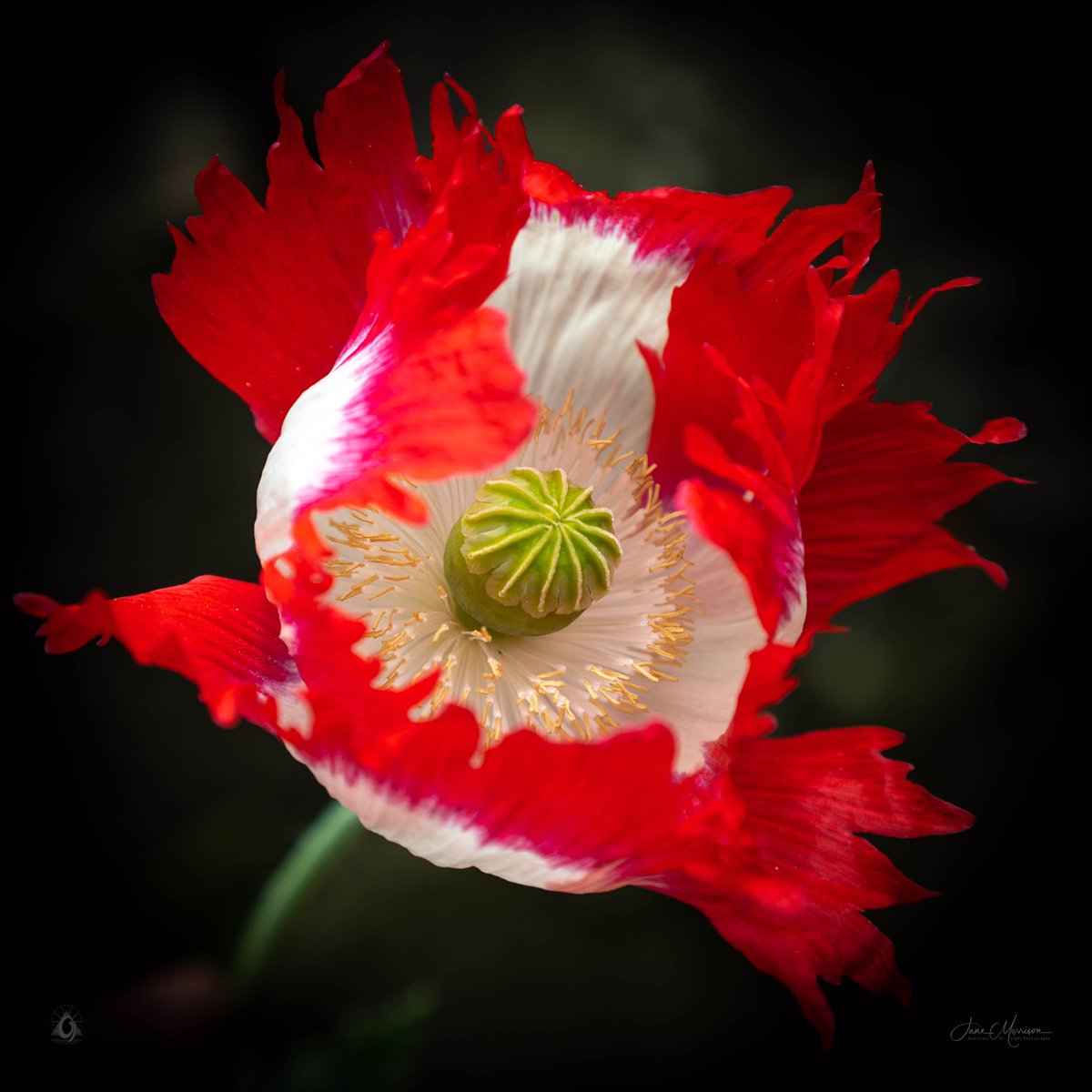 Danish Flag Poppy - also known as the Victoria Cross Poppy. #poppy #flower #macrophotography #scotspirit