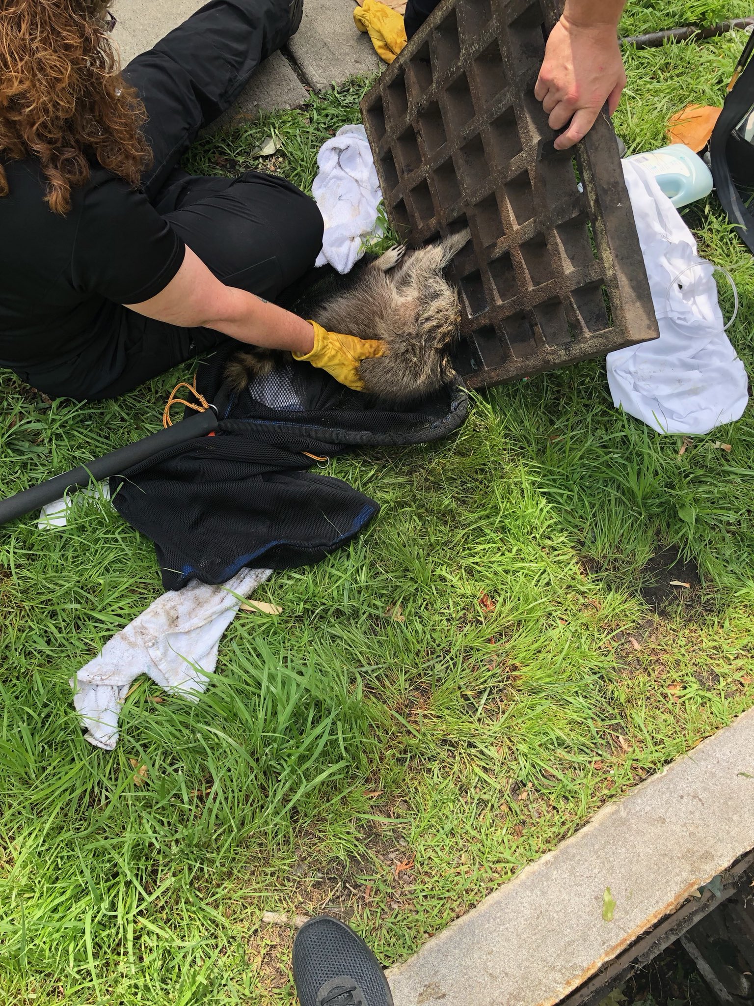 Newton Fire on Twitter "We were able to rescue a juvenile raccoon