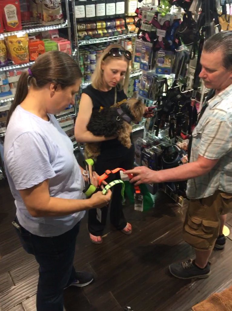 DoggyStyleDC's tweet photo. What better way to kick off #DOGust than a shopping spree for the 4legged stars of @keegantheatre production of LEGALLY BLONDE -proud to be providing wardrobe and grooming. Opening night is Saturday! 
#keeganlegally #dctheatre #dogsofdc #dcdogs #dcpetcare #dcpetshop #doggystyledc https://t.co/57oeOgqGje
