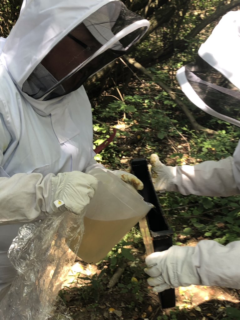 TonyJaccaci's tweet image. Thanks to @BertschLee and @jennhoff90 for bringing me into the @CountryDay woods today to visit with our school’s newest addition - a hive of bees which will pollinate our wonderful 62+ acre campus (and beyond!). 🐝 #ccdsgreen #ccdslearning @natur_xperience @jencjensen5