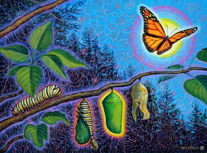 BMICHAVERY's tweet photo. The Coffin of the Caterpillar is also the Birth Canal of the Butterfly…..Its all about perspective. https://t.co/VT5REJXyON https://t.co/ARbSjgefHT