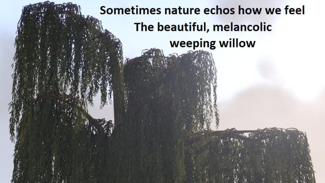 nrmentalhealth's tweet image. Weeping willows for me are so evocative of #loss of loved ones. Sometimes the smallest of things can connect us to #grief - like recently losing the sunglasses my deceased brother gave me.  Silent heartfelt tears - but so good to have the release. #bereavement #mentalhealth