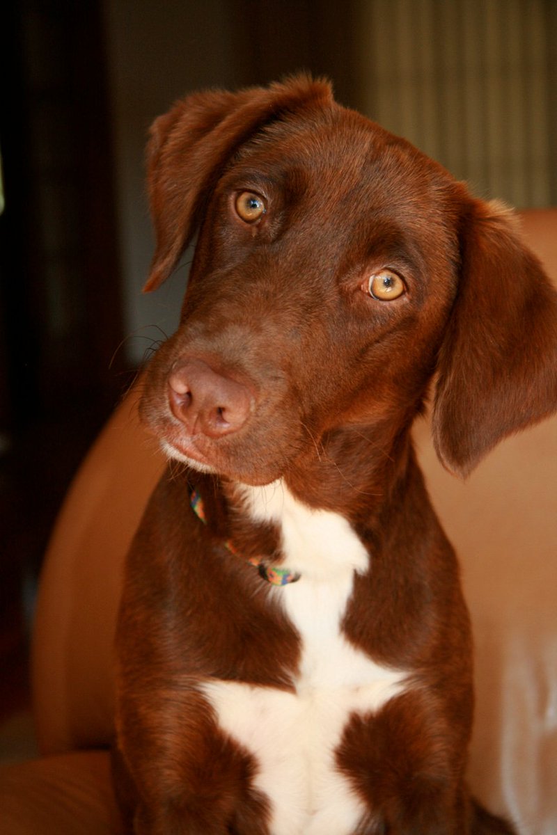 jaxster3's tweet image. Houston, we have LIFT-OFF! Stitches removed! @TheZed11 and I can #celebrate #sleepinarealbed #saveourbacks😍🥰😘 #chocolatelabs #dogsoftwitter