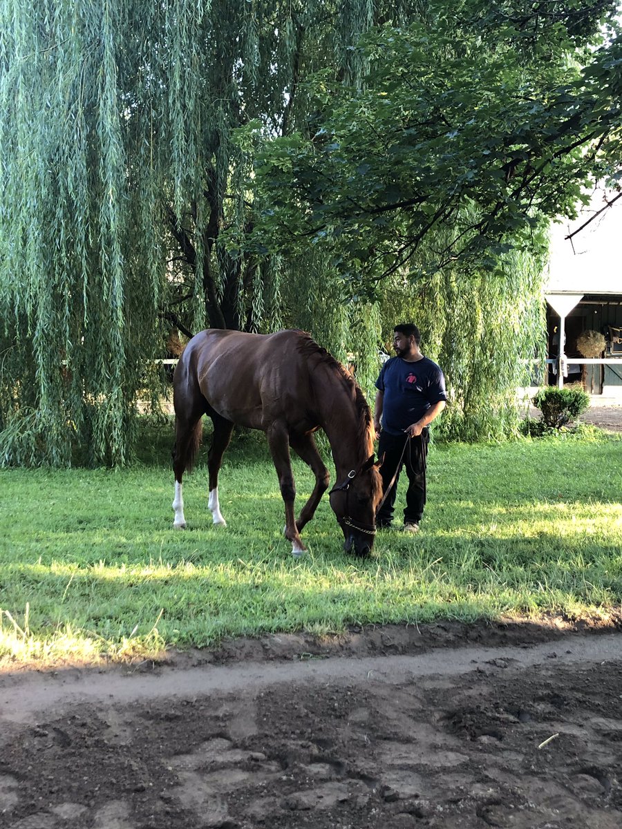 Herringswell Stables tweet media