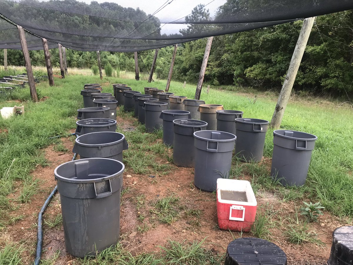aprildlamb's tweet photo. #ThrowbackThursday to when I started with 36 baby Vallisneria americana plants. I’ve propogated to well over 500 (they grow so fast I can’t keep count). In 3 weeks these will be planted in the Mattamuskeet #NWR as part of the first large-scale attempt to restore #vegetation 🥰 https://t.co/9kOxxIkNXo