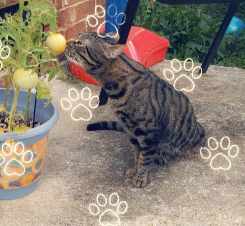 ChroniclesNoir's tweet photo. Don't mind If I have one of these 🍅 https://t.co/jsfzRki65S
