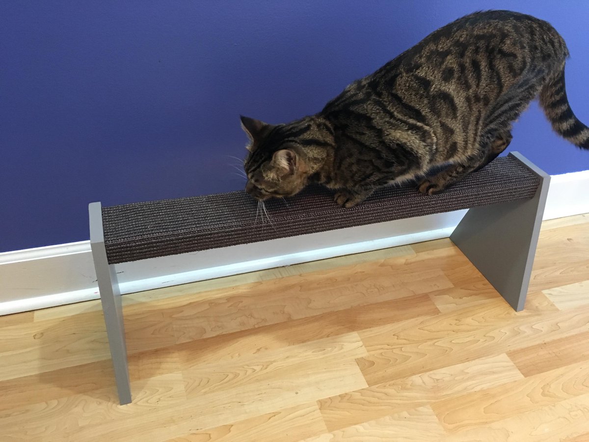 FundmntlyFeline's tweet image. Our sisal balance beams are now available in a variety of color options to match your home decor! Tonka is showing you how it is done. He&apos;s a huge &amp;amp; this still accommodates him nicely. #catscanbetrained #clickertraining #https://www.fundamentallyfeline.com/products/balance-beam/