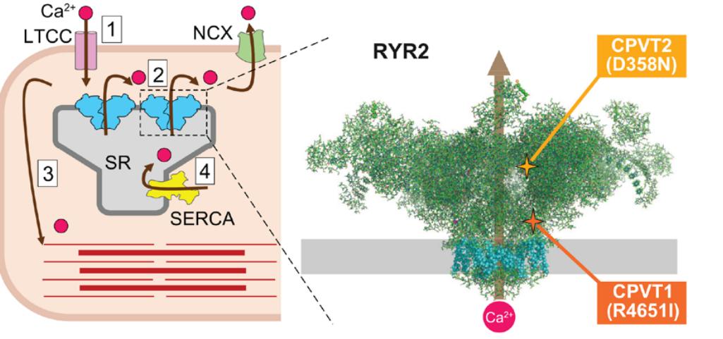 CircAHA's tweet photo. Activation of CaMKII and CaMKII-mediated phosphorylation of RYR2 at serine 2814 are critical events that are required to unmask the arrhythmic potential of CPVT-causing RYR2 mutations https://t.co/FCunyhwHFr | #AHAJournals @BCH_Innovation @hseas @wyssinstitute https://t.co/uR7JxbZG0W