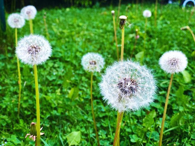 ranjanamedia's tweet photo. #floatingflowers 😃😃 https://t.co/uzNxpRKw0Z https://t.co/2azLqdlf7b
