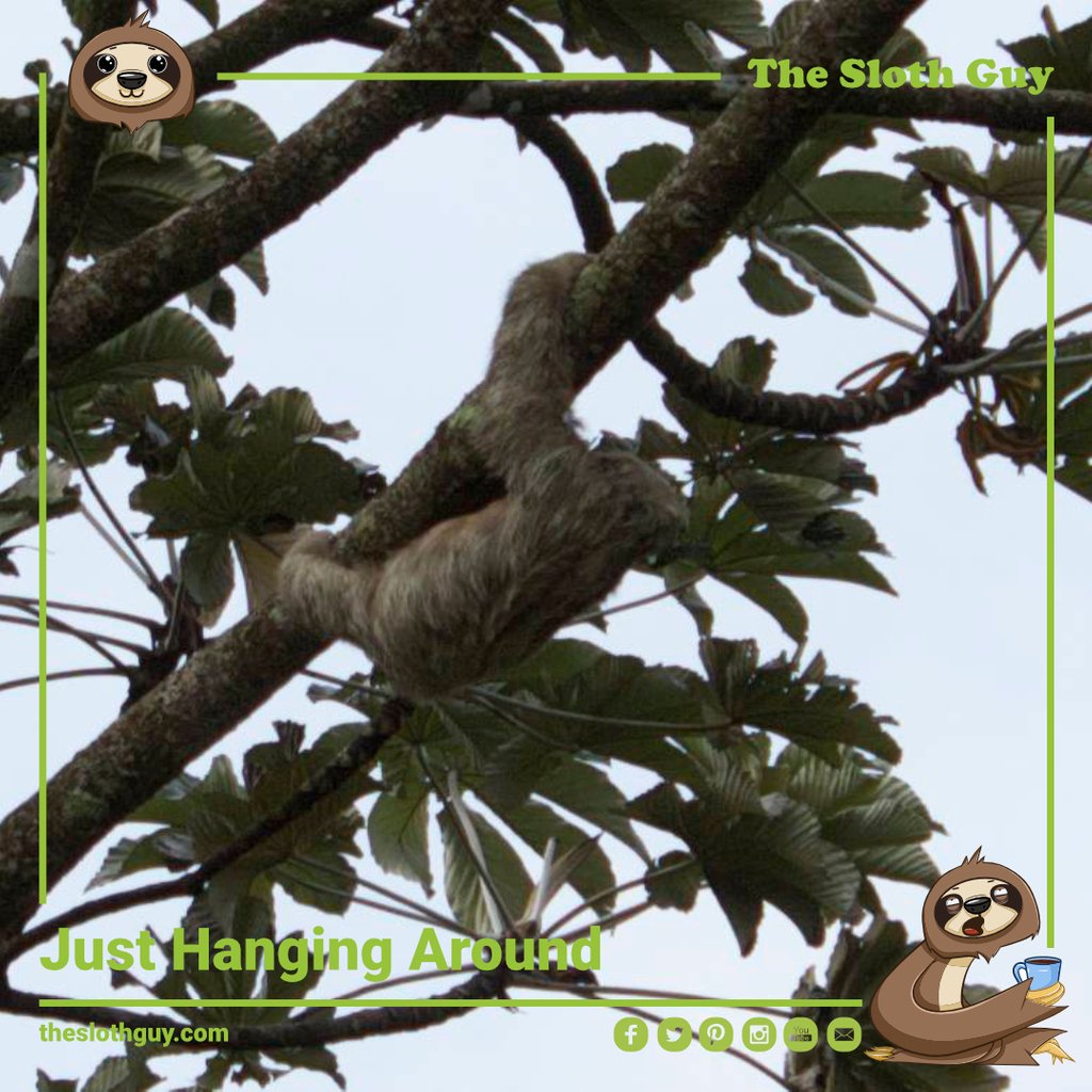 The_Sloth_Guy's tweet photo. #sloths #costarica #sloth #rescue #animal #animalsofig #nature #cute #love #slothsofinstagram #happy #twotoedsloth  #sloth #cuteanimals #animalsofinstagram
 #slothmemes  #slothlove #slothlover #slothsunday #babysloth #animals #cute #cuteanimals https://t.co/eeVx9LUMSZ
