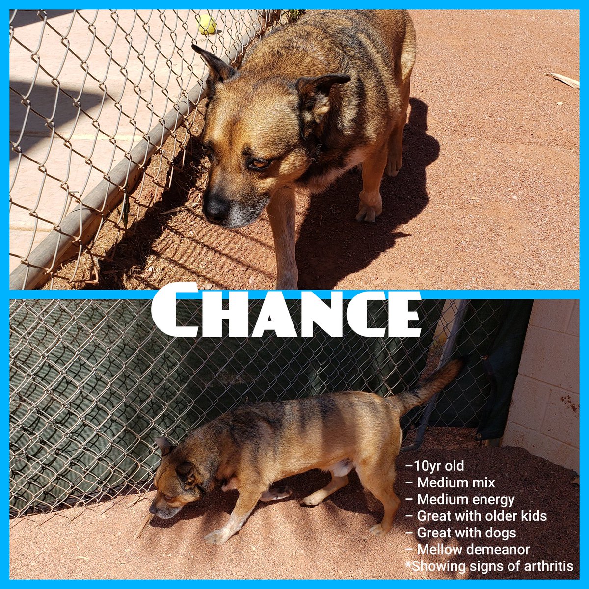 Jhawky13's tweet photo. @dog_rates Meet these 2 who have been @NevadaSPCA for 551 days!.... One is overlooked for being a SENIOR and the other for being a BULLY breed.  Let's help break the stigma both! They are available at the Nevada SPCA in Las Vegas, NV https://t.co/2HyvmnQCBq
#rateGISHdogs https://t.co/DY34rC0U0w