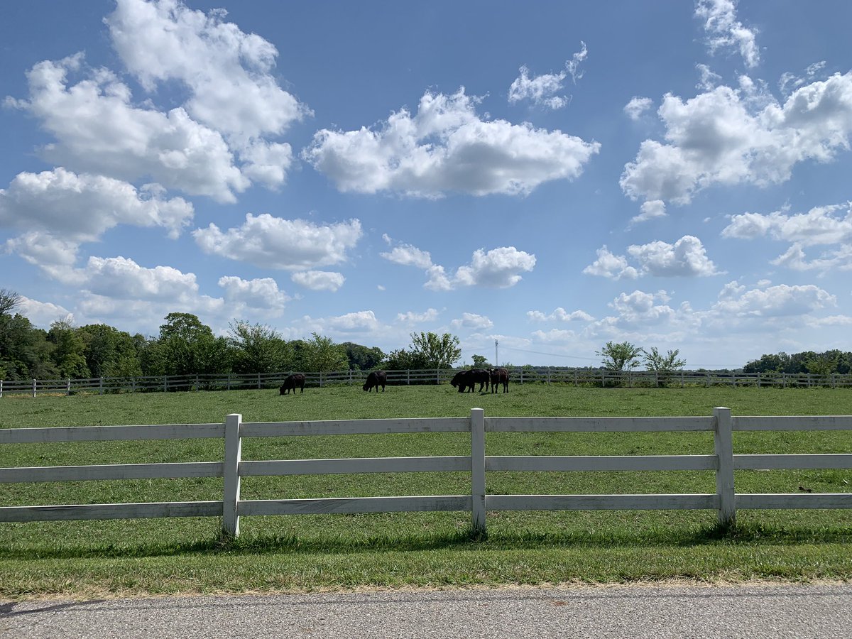 sambooe51's tweet image. Whats better than seeing cows on a 2.3 mile run #work #formyteam