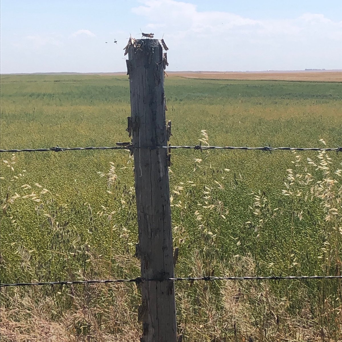 Not sure what feed value this post is but they like it been a hopper explosion in last 10 days hiway was covered with them yesterday