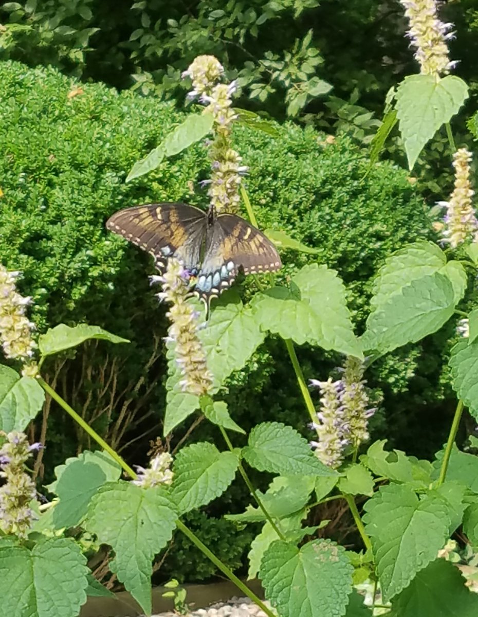 CLThistory's tweet photo. It's not all snakes & lizards! The Herb Garden is also home to lots of butterflies and bumblebees. Anyone know what kind of butterfly this is?
#CLTmuseum #butterfly #nature #NatureatCMH https://t.co/0LggolFoN7