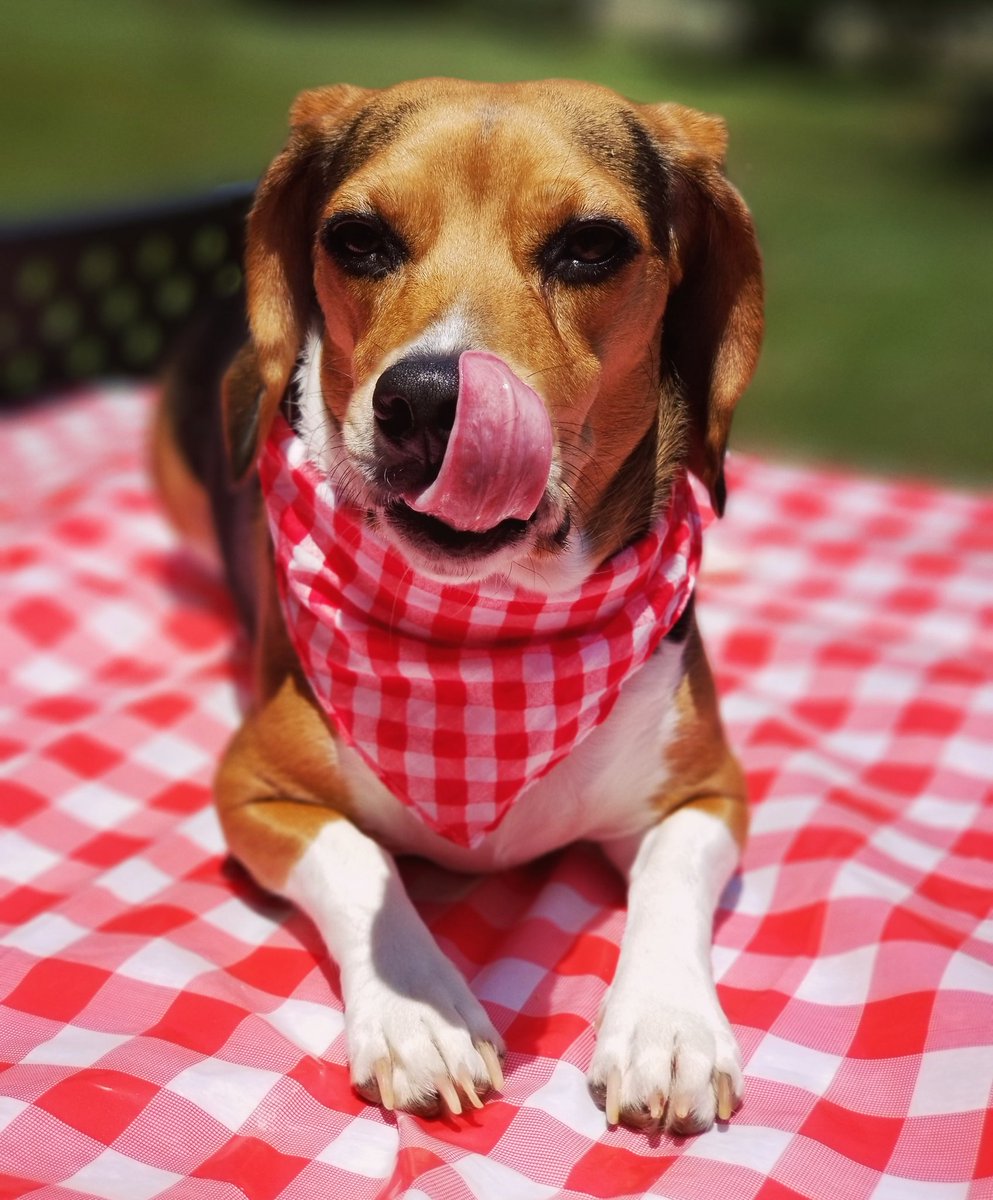 ThatPupZoey's tweet photo. I was gonna invite you over for a picnic but I ate all the food๐ฌ๐๐ฅช๐พ
#itwasgoodtoo #picnic #thatpupzoey #beagle https://t.co/ZSaW34bRkR