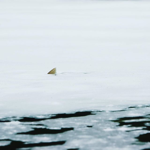 BadfishTv's tweet photo. Frothy fins

Out with @fishatlas shooting some new @postflyinc products in Western Mass https://t.co/TiDr1U0F4n https://t.co/5bMJjPvDU0