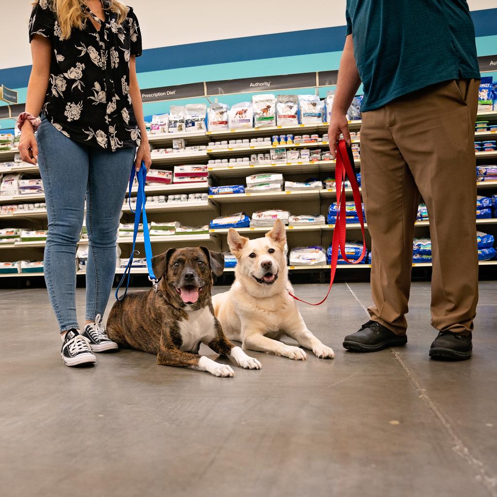 petsmart training school