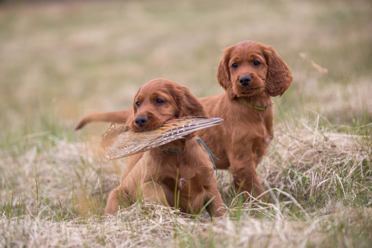 Happy Thursday! Check out these pups ready for hunting season! • #hunting #boyt #boytharnesscompany #outdoors #hunt #huntingislife #whatgetsyououtdoors #quality #passion