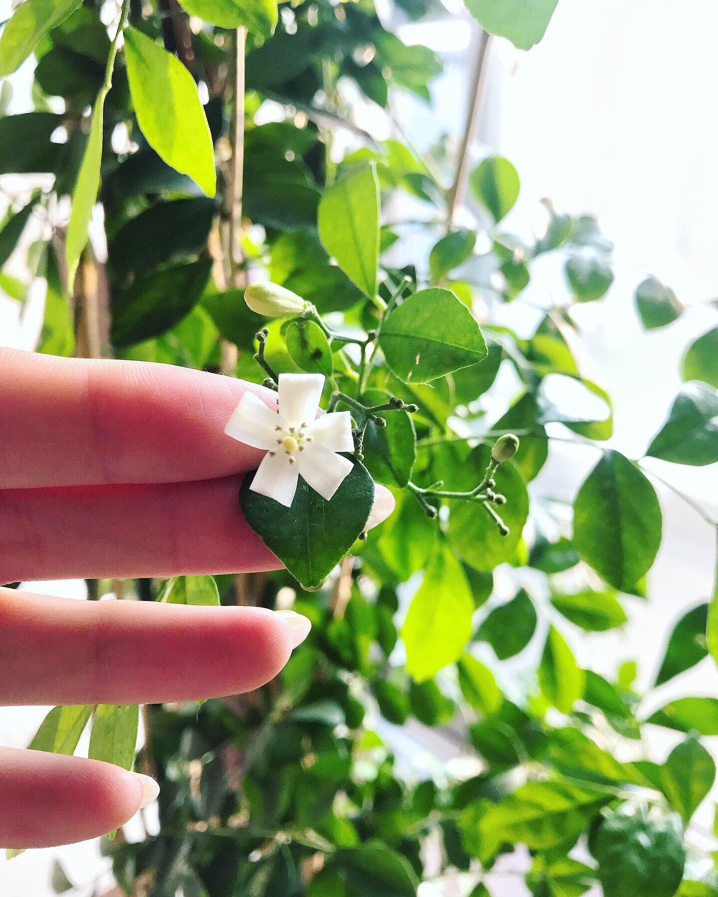 ホシユカ 自分の運気を知ろう Sur Twitter シルクジャスミン咲いた 思ったより可愛い 大きく育ってウチに来た時は165センチくらいだったのに今や190センチ弱 これを機にたくさん花咲いてほしい 観葉植物 グリーン シルクジャスミン 剪定 花
