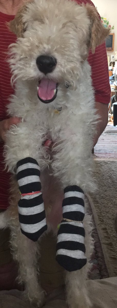MichelleGeorg12's tweet photo. I keep eating my itchy feet so Mum put my socks on. Boo 👎🏻 @Allison_George  @LgeorgeOR https://t.co/Afnu6JD5ma