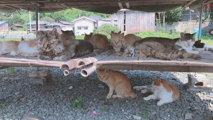 Twitterのコスプレ画像23