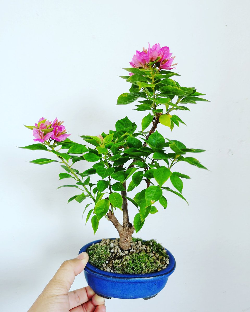 BotakBonsai's tweet photo. Good morning with love. After 2months of sleeping. 😂

#bonsai #plants #gardening #flowers #moss #mame #landscape #pot #cactus #shuimei #japan #juniper #azalea #elm #serissafoetida #premna #zisha #yixingzhisha #ficus #ipostyoubuy #botakbonsai #bougainvillea #小品盆栽 #ixora https://t.co/sy45tXfpIe