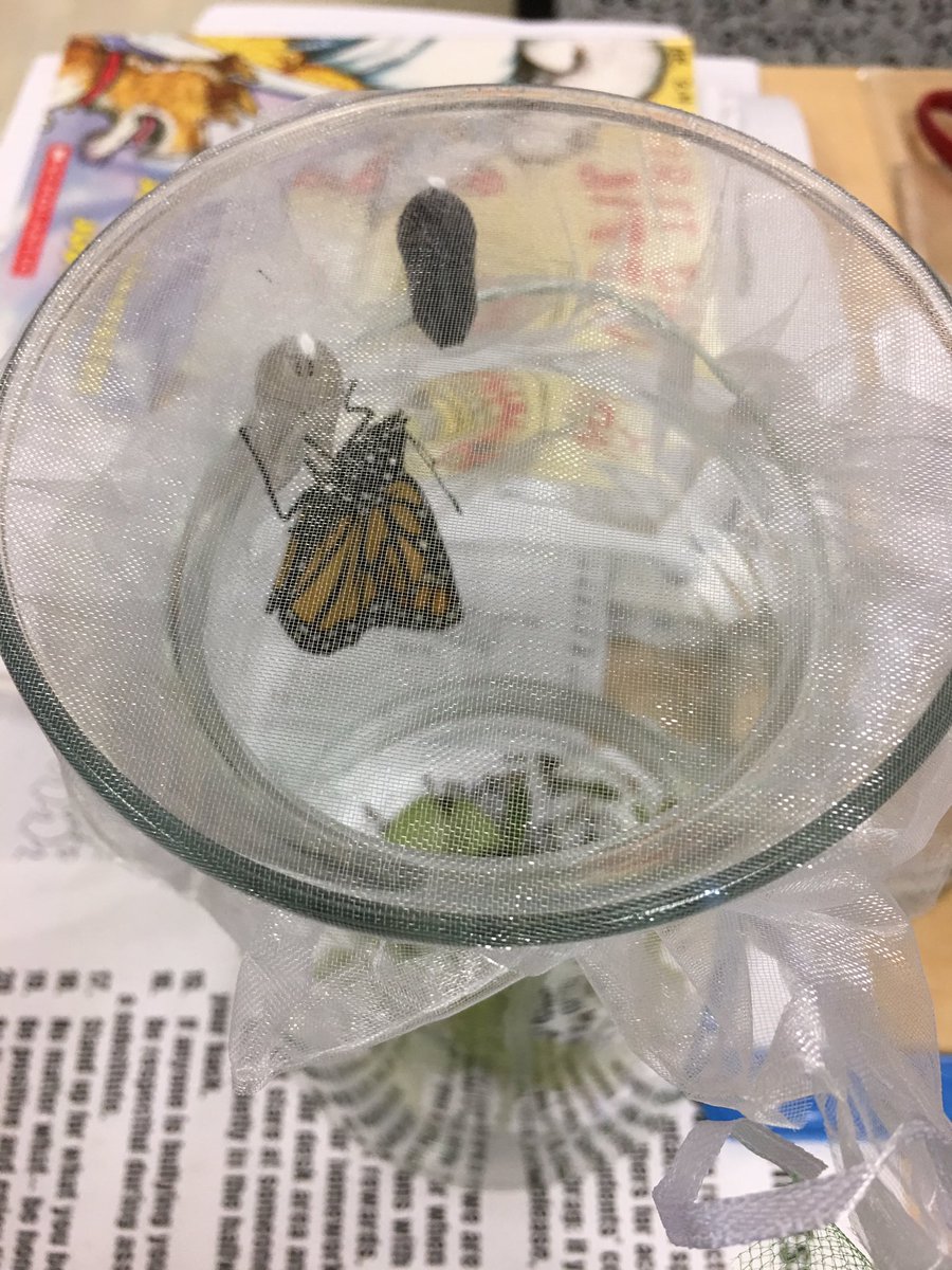 A fun first day in third grade at White Bluff Elementary— we watched monarch emerge!!