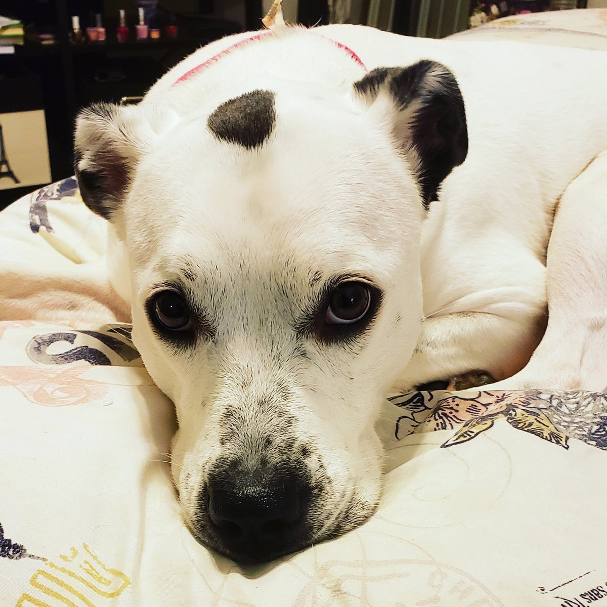 DarshunKendrick's tweet photo. "Dezzy....did you grab my boiled egg off the counter?! That was for my salad!"
Dezzy: *see photo.
Ugh! #IKnowSheDidIt #SheNeedsAJob #DezzyTales https://t.co/ChIiK0G1Q4