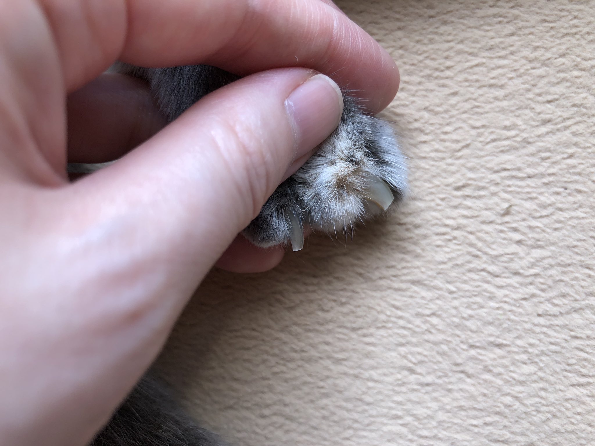 西野つかさlove J M Yoseptember1431 スコティッシュは爪が太く硬い子多いでしょう みーちゃんの三倍の爪 の太さ 太い爪だと割れて剥げてなりやすいけど スパッと一撃 買って試してみてね Twitter