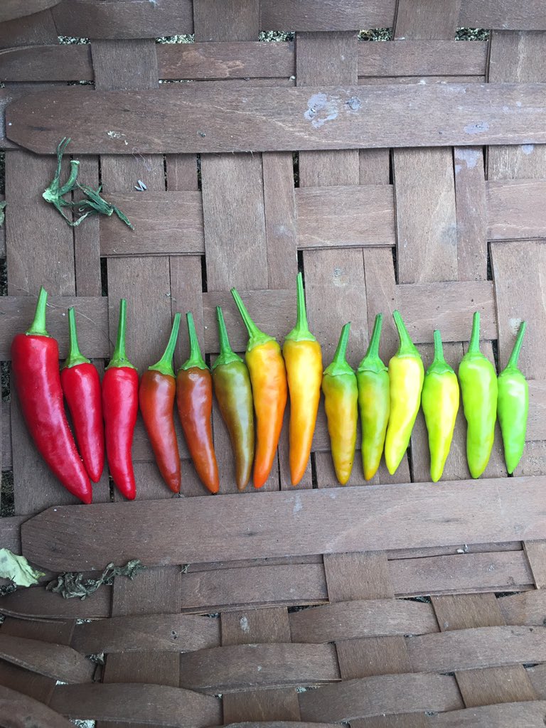 outdoorsmen87's tweet photo. One thing that always fascinated me is the change in colors the chili pepper goes through while growing #Pepper #Chili #Organic #GrowYourOwn #BackyardFarm #NaturesCourse #Growth #DirtyHoeFarm #Outdoorsman https://t.co/LlvVQDVZtf