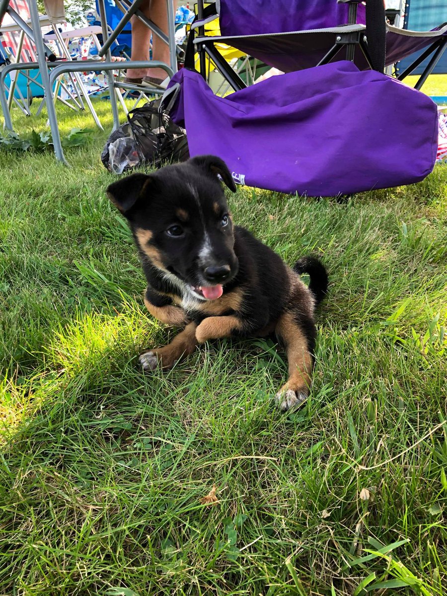 rigmarolers's tweet photo. @WeRateDogs @dog_rates This lovely lady is T-Rexi! She’s a lovable little Dino-dog waiting for her forever home. For more info visit https://t.co/Gwbx3FrL3D #RateGISHDogs https://t.co/AyfU3Ij8sy