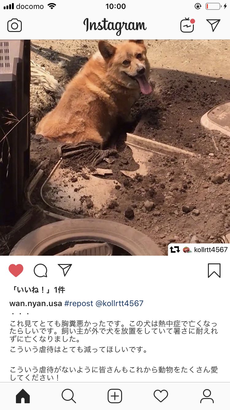 ぁーちゃん この子は外飼いの為 熱中症で亡くなった ねえ この暑い中 外飼いなんて なんでそんな事家族にできるの 真夏のこの炎天下の中 散歩させてる奴や 外飼いしてる人達がいないか 皆さん周りに目を光らせて いきましょう これ以上悲しい思いを