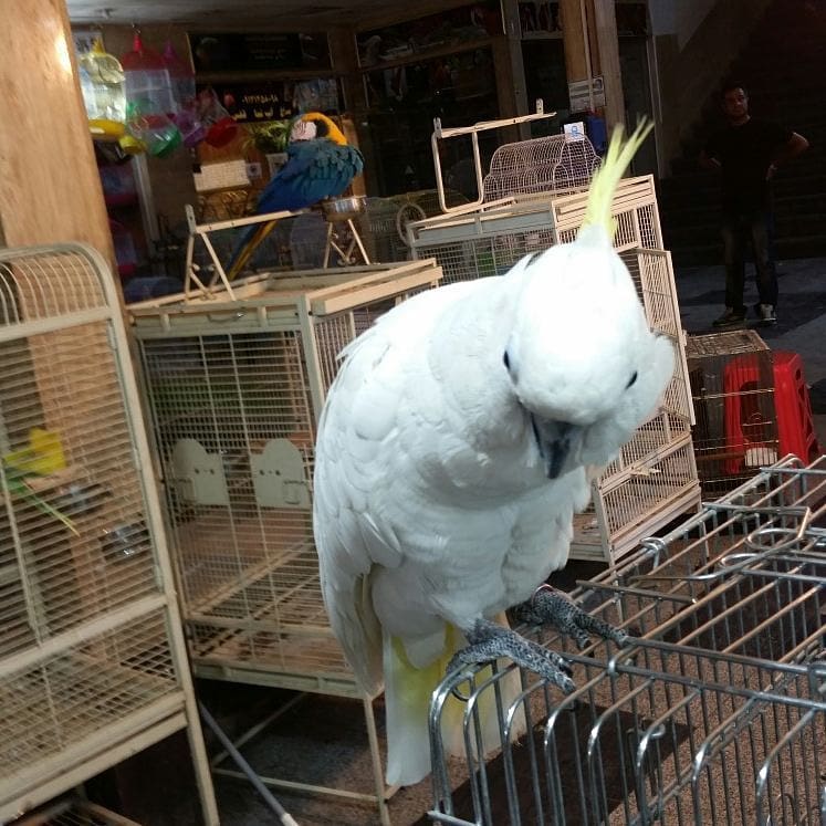 Yuk... Siapa tahu ada yang minat bisa bantu dikirim wa 085244758737#kakaktua #kakaktuajambulorange #jualkakaktua #kakaktuamollucan #burungkakaktua #burungkakaktua #kakaktuamolucan #kakatuajambulkuning #kakaktuajambulkuning #kakaktuamolucan #mollucan #galahcockatoo #kakatuajambul