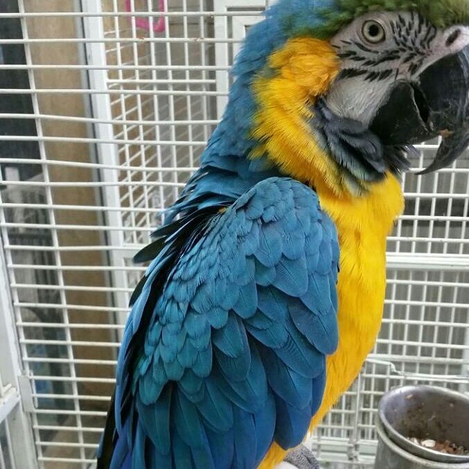 Yuk... Siapa tahu ada yang minat bisa bantu dikirim wa 085244758737 macaw blue and gold
#jualparrot #jualburung #macaw #jualmakananburung #makananburung #macaw #paruhbengkok #exoticfruit #fruitblend #nutribird #exoticnut #freeflight #ff #parrot #jualmacaw #jualbng #