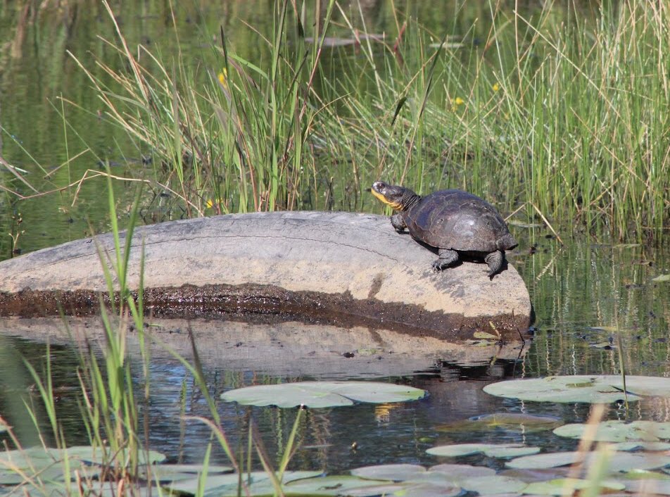 This photo epitomizes the reality that even our most sensitive species must endure at least some level of human impact. 

Blanding’s turtle basking on a semi truck tire in NW Indiana. 

#blandingsturtle #turtle #indianaherps #emydoideablandingii