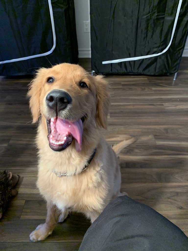 jessycur's tweet photo. @ethnicninja That would take too long 🤣 but heres another to make your heart melt https://t.co/u5ce3hQCZS