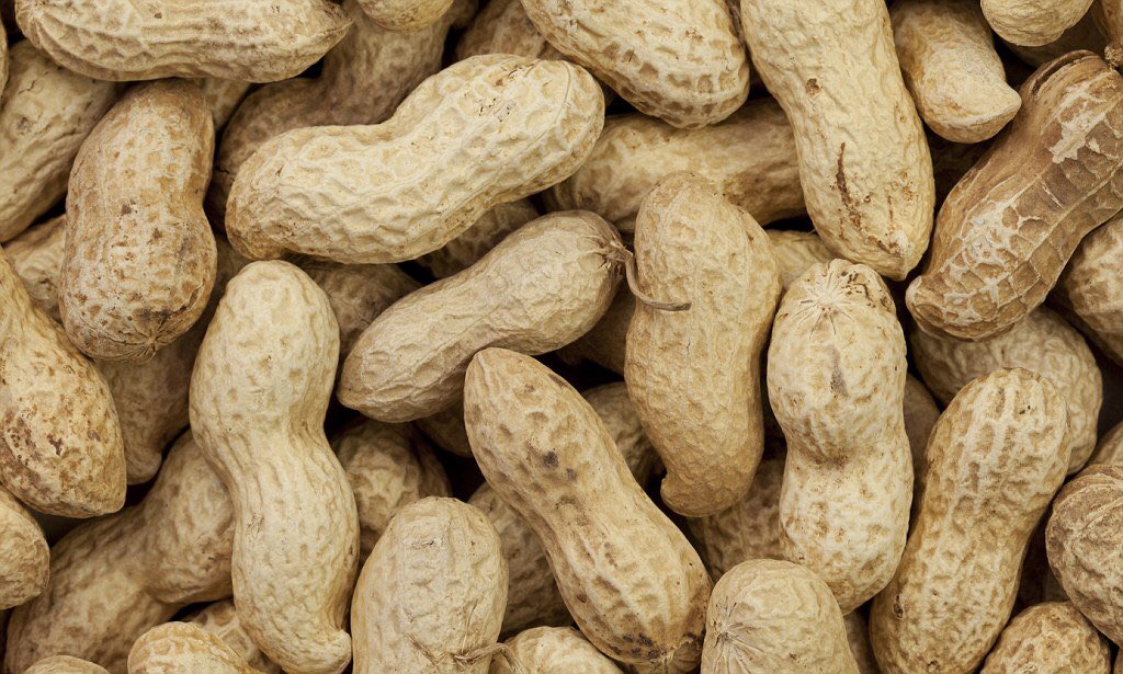 nobtruk's tweet photo. #monkeynuts https://t.co/dCWv953Kdy