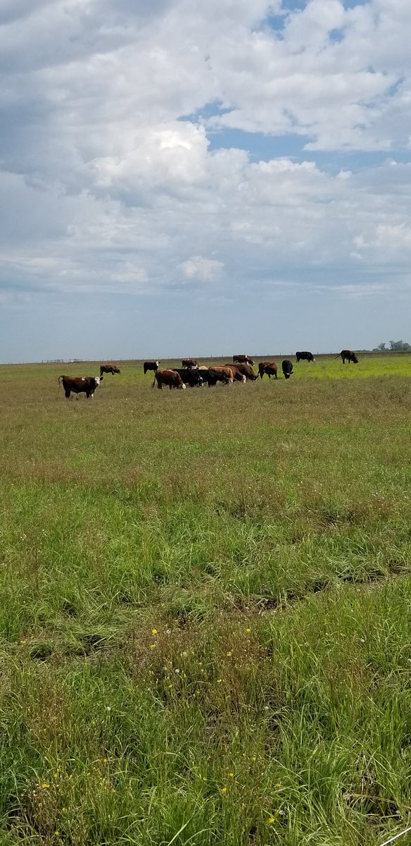 DrBart_Beef's tweet photo. Great day hosting & touring @Sarahpick51Pick - UK @NuffieldFarming Scholar here at @LFCE_usask with @sim_cassidy @TessMills_ @LanaHaight @kathy_a_larson Leah Pearce #forageresearch #grazepreference #heiferdevelopment https://t.co/s5zV9PoUCB